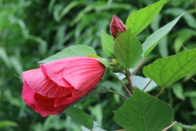 芙蓉葵 