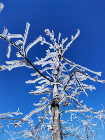 雪树 雪景  自然景观 冰柱