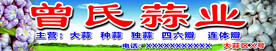 蔬菜背景蒜 招牌
