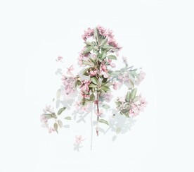 清新淡雅花