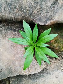 石缝中的小草