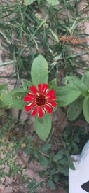 漂亮的小花