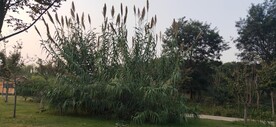 芦苇