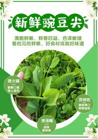 豌豆尖