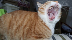 橘猫打哈欠