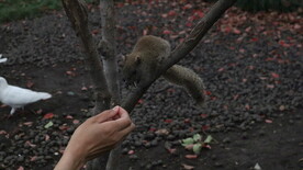 投喂松鼠