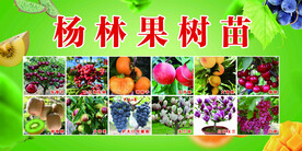 果树苗