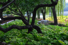 树枝树杈