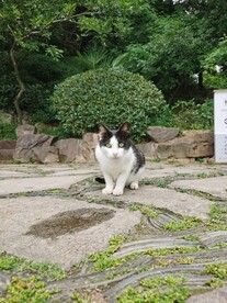 一只猫