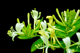 免抠图金银花