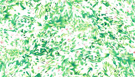 叶子花