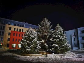 雪松树