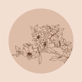 手绘线描花卉