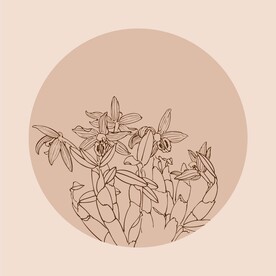 手绘线描花卉