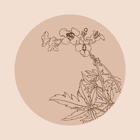 手绘线描花卉