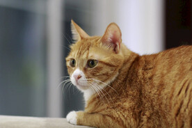 橘猫