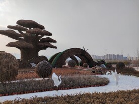 大树