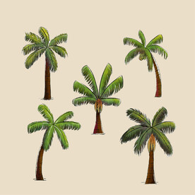 棕榈树 