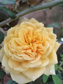 玫瑰  花朵