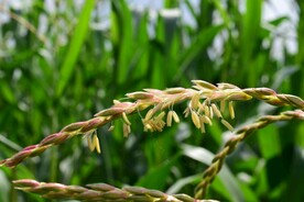 玉米花