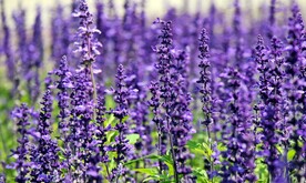 薰衣草
