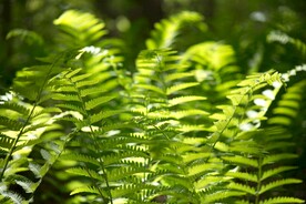 蕨类植物