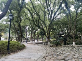 公园树木