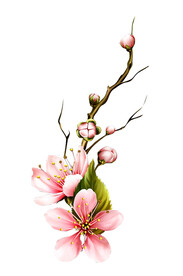 樱花