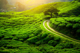 茶山风景