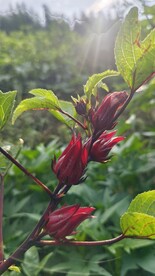 洛神花 红桃K 玫瑰茄 原材料