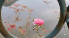月季花