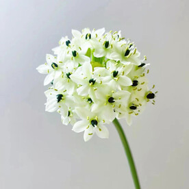 室内插花鲜花装扮