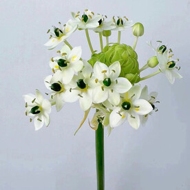室内插花鲜花装扮