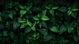 绿植墙