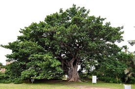 大树