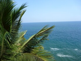 大海椰树