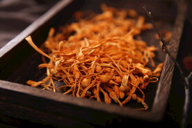 虫草花特写