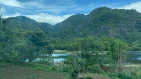 公园 绿植 树林 草丛 景观