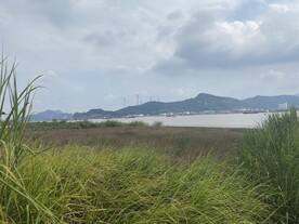 公园 绿植 树林 草丛 景观