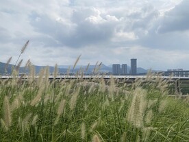 公园 绿植 树林 草丛 景观植