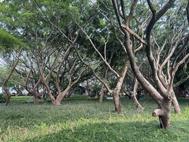 公园 绿植 树林 草丛 景观植