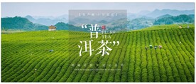 普洱茶