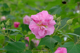 粉色木芙蓉花