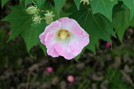 粉色木芙蓉花