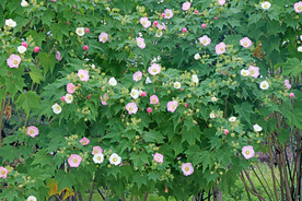 粉色木芙蓉花