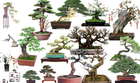 植物免抠图