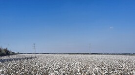 棉花地 蓝天白云新疆风景