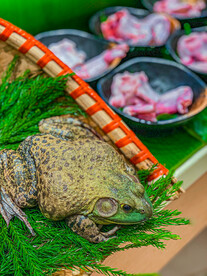 牛蛙活牛蛙绿色的青蛙