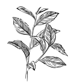 树叶矢量