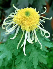 芳香菊花